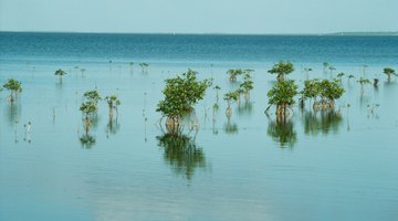 Types of Saltwater Ecosystems