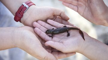 Facts on Newts for Kids