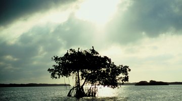 Trees That Grow in Saltwater