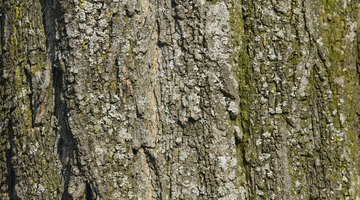 Symbiotic Relationships Between Trees & Lichens