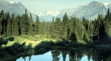 What Type of Plants & Animals Live in Lakes?