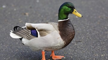 Life Cycle of Ducks