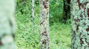 What Two Roles Do Lichens Play in an Ecosystem?