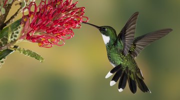Life Cycle of the Hummingbird