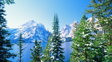 Plant Life in the Coniferous Forest