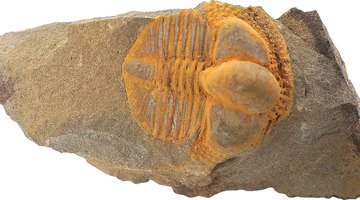 How to Identify Fossil Bones
