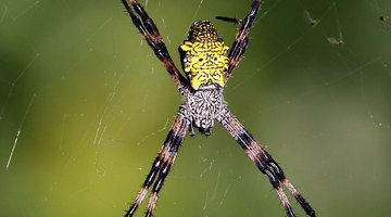How to Identify Spiders With Pictures