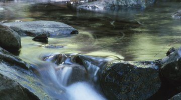 Plants & Animals That Live in Rivers & Streams