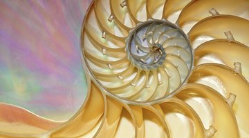 Math Fair Projects on Fibonacci Numbers