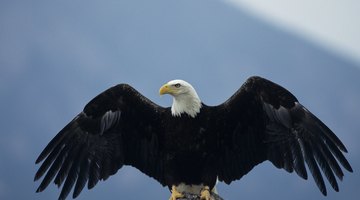 How Wings Are an Adaptation for Birds