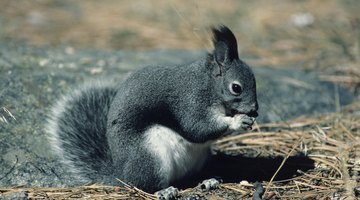 Signs & Symptoms of Rabies in Squirrels