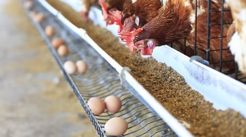 How Do Chickens Fertilize Eggs?