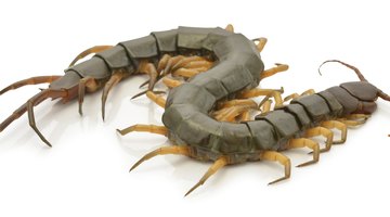 Life Cycle of a Centipede