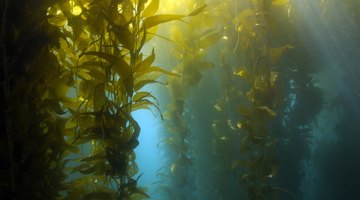 Facts About Seaweed