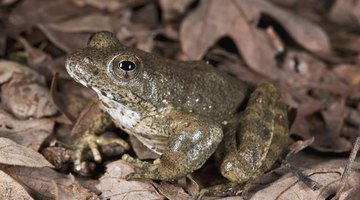 What Causes the Extinction of Plants & Animals?