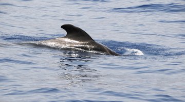 Similarities Between Whales & Sharks