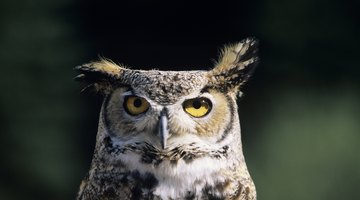 What Kind of Sound Does an Owl Make at Night?