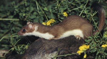 The Signs of Weasels