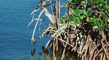 The Role of Decomposers in a Mangrove Ecosystem