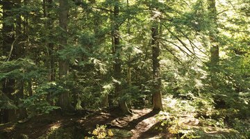 What Is a Temperate Forest?
