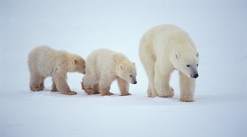 Polar bears live in the Artic zone.