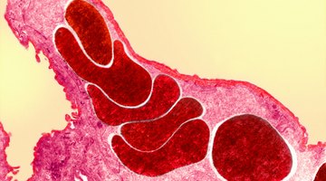 In mammals and birds, oxygen crosses the blood-air barrier in the lungs.