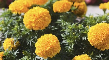 Marigolds play a significant role in Dia de los Muertos celebrations.