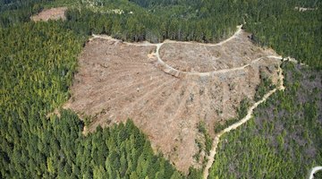 Soil Erosion Due to Rainforest Deforestation
