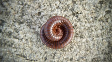 Millipede Facts for Kids