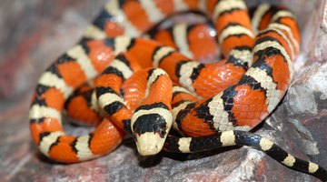 How to Identify Red & Black Striped Snakes