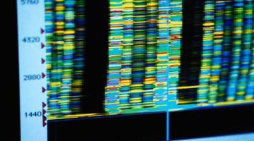 Computational biologists help design the advanced programs that sequence DNA.