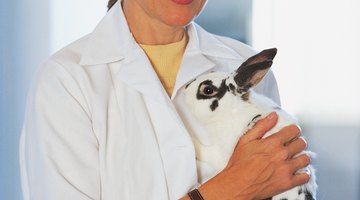 While many people think of veterinarians as typically working with cats and dogs, vets take care of many other animals.
