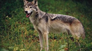 The coyote is a helpful Trickster figure in a number of Native American tribes.