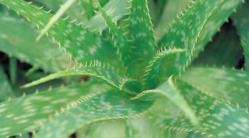 What Type of Organisms Use Cellular Respiration?