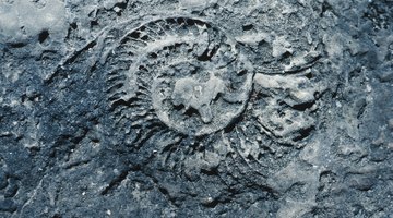 What Is a Frozen Fossil?