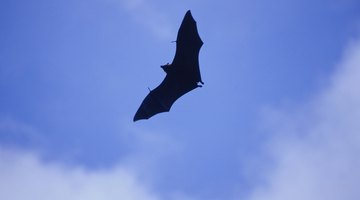 Regulations on the Removal of Bats