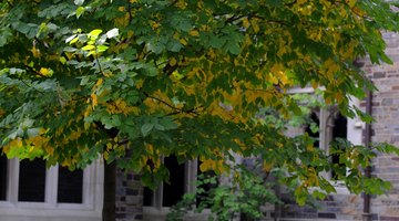 Two college students read in the grass at Princeton University.