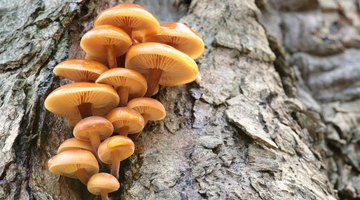 What Are the Four Eukaryotic Kingdoms?