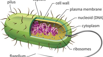 Facts About Prokaryotic