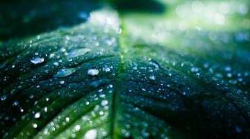 The Definition of Abiotic and Biotic Factors