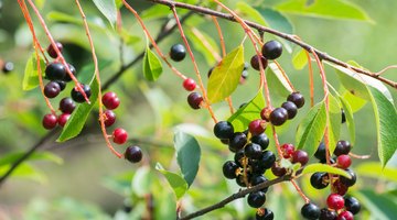 Interesting Facts About the Hackberry Tree