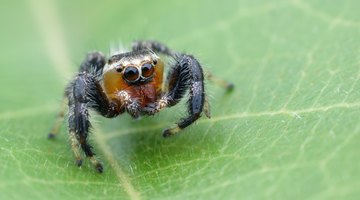 Types of Spiders: Black With White Dots