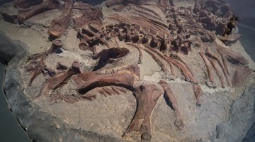 Importance of Fossils