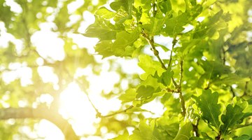 What Kind of Reaction Is Photosynthesis?