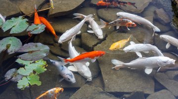 What Fish Will Help Clean Up a Pond?