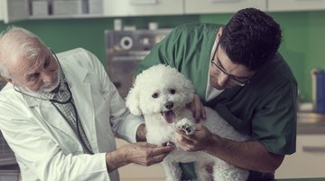 How to Become a Licensed Veterinary Technician in Canada