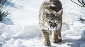 What Are the Dangers of Bobcats to Humans?