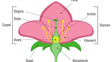 Parts of Flowers & What They Do