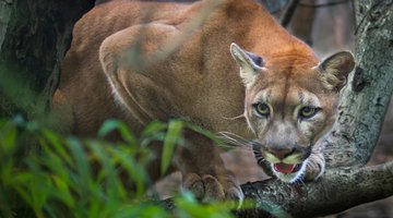 The Differences Between a Puma, a Cougar and a Mountain Lion