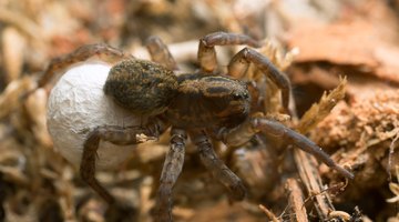 Large Spiders Found in Indiana